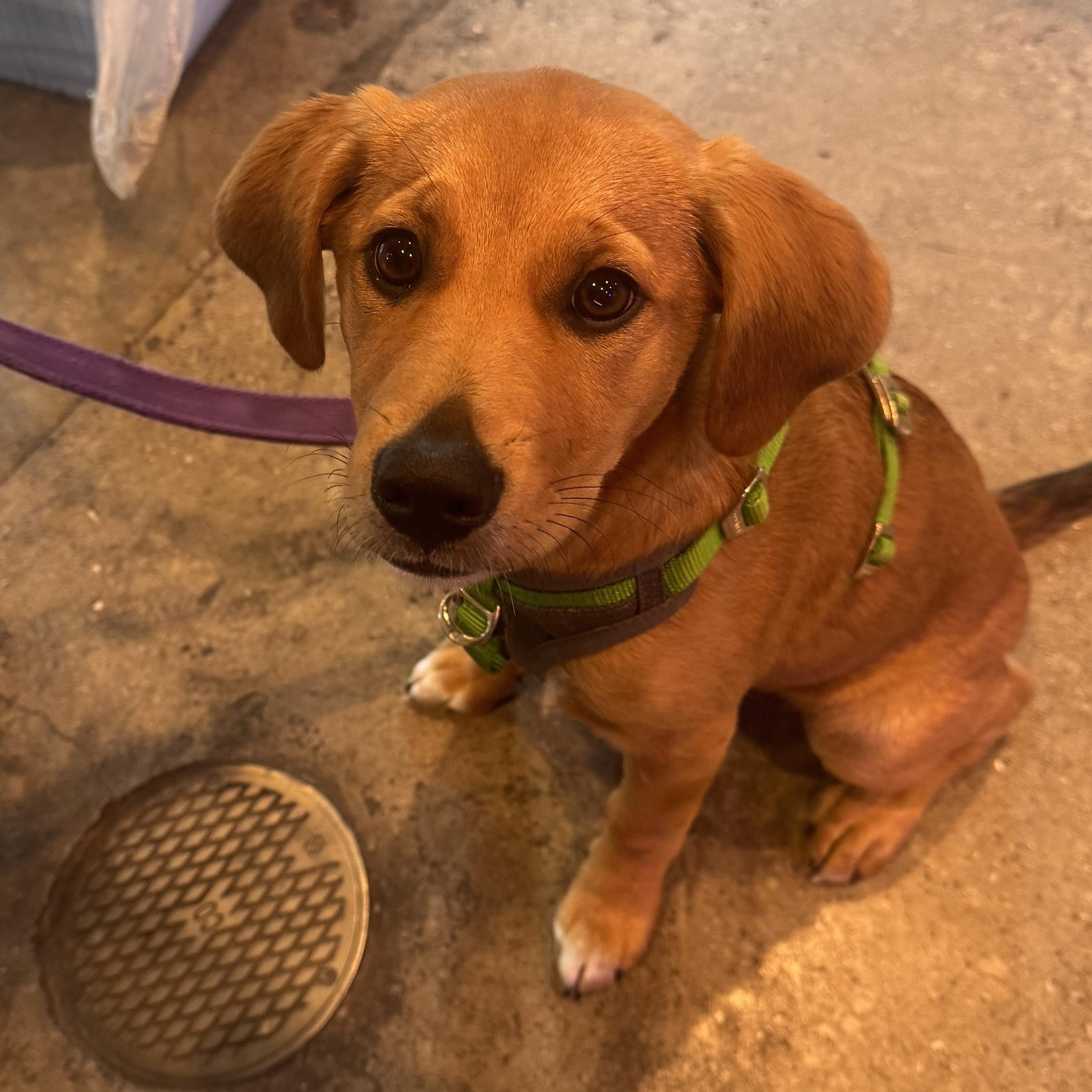 Enlarge Trixie, a ADOPTABLE mixed breed in Calabash, NC image 4/6