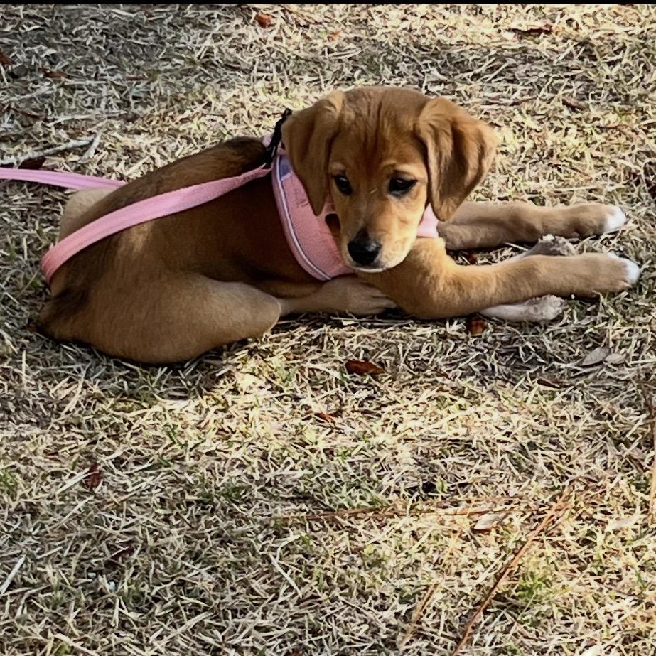 Enlarge Trixie, a ADOPTABLE mixed breed in Calabash, NC image 3/3