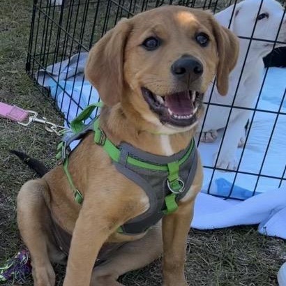 Trixie, ADOPTABLE, Young Female Hound.