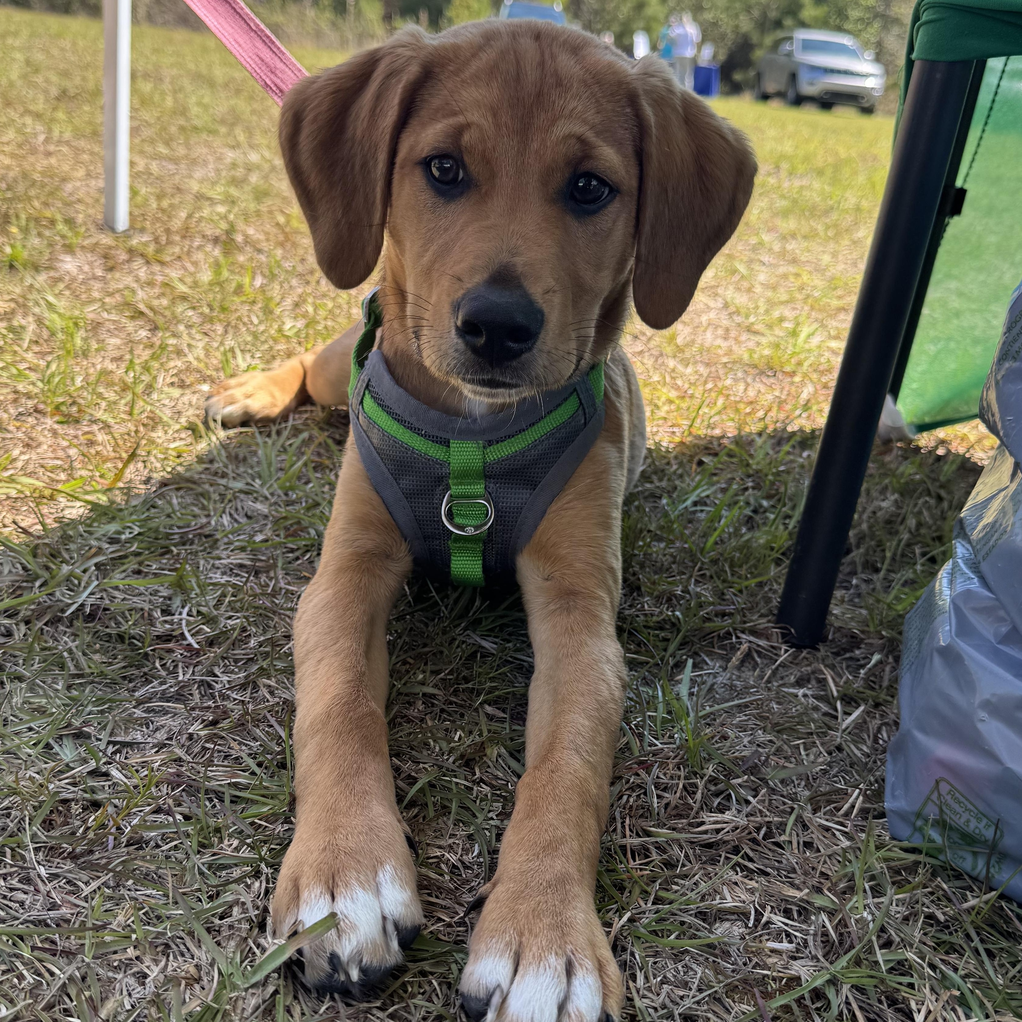 Enlarge Trixie, a ADOPTABLE mixed breed in Calabash, NC image 5/6