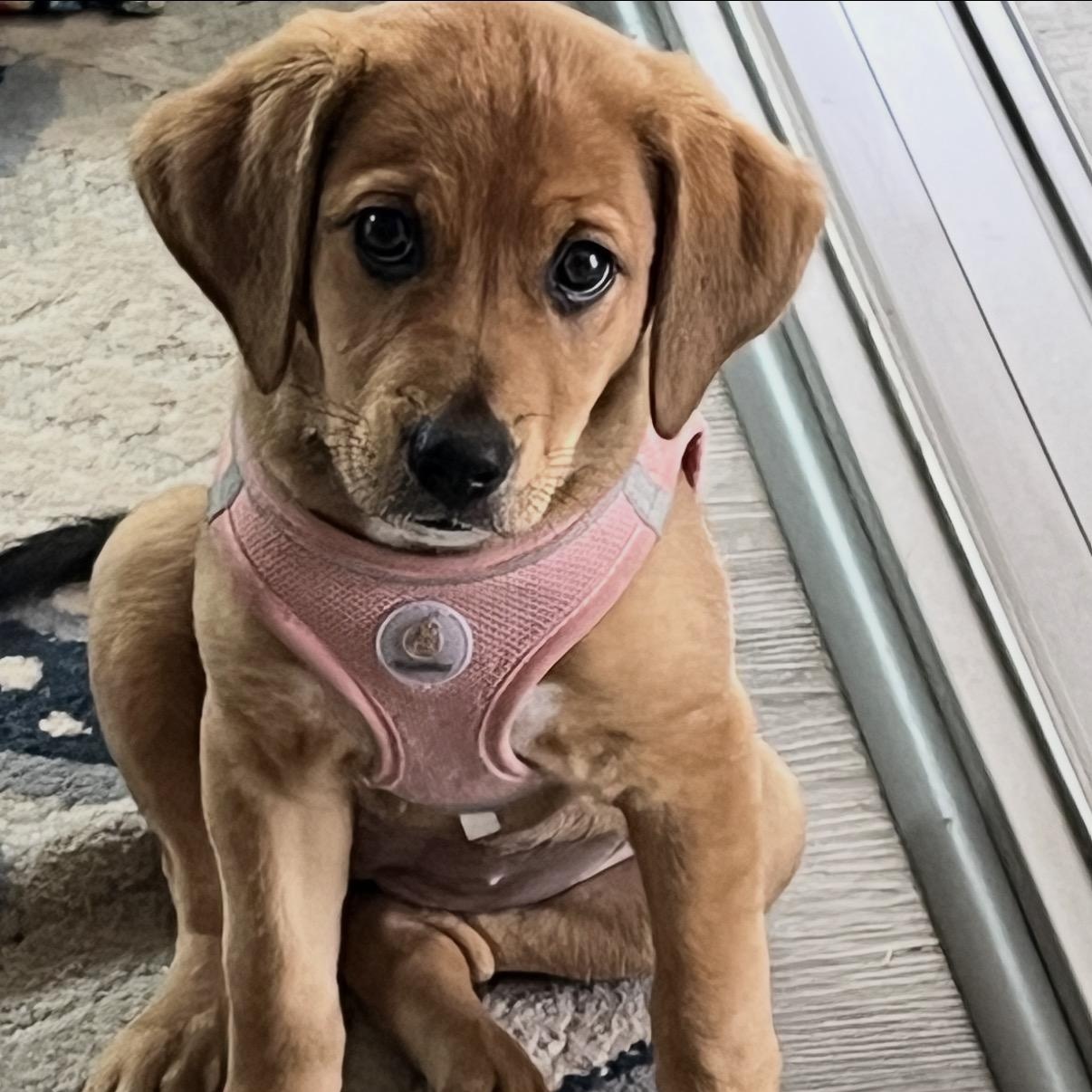 Trixie, ADOPTABLE, Puppy Female Hound.