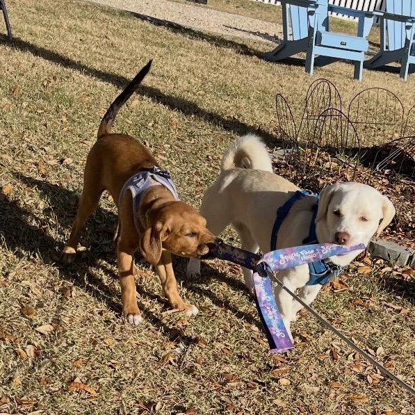 Enlarge Trixie, a ADOPTABLE mixed breed in Calabash, NC image 3/6