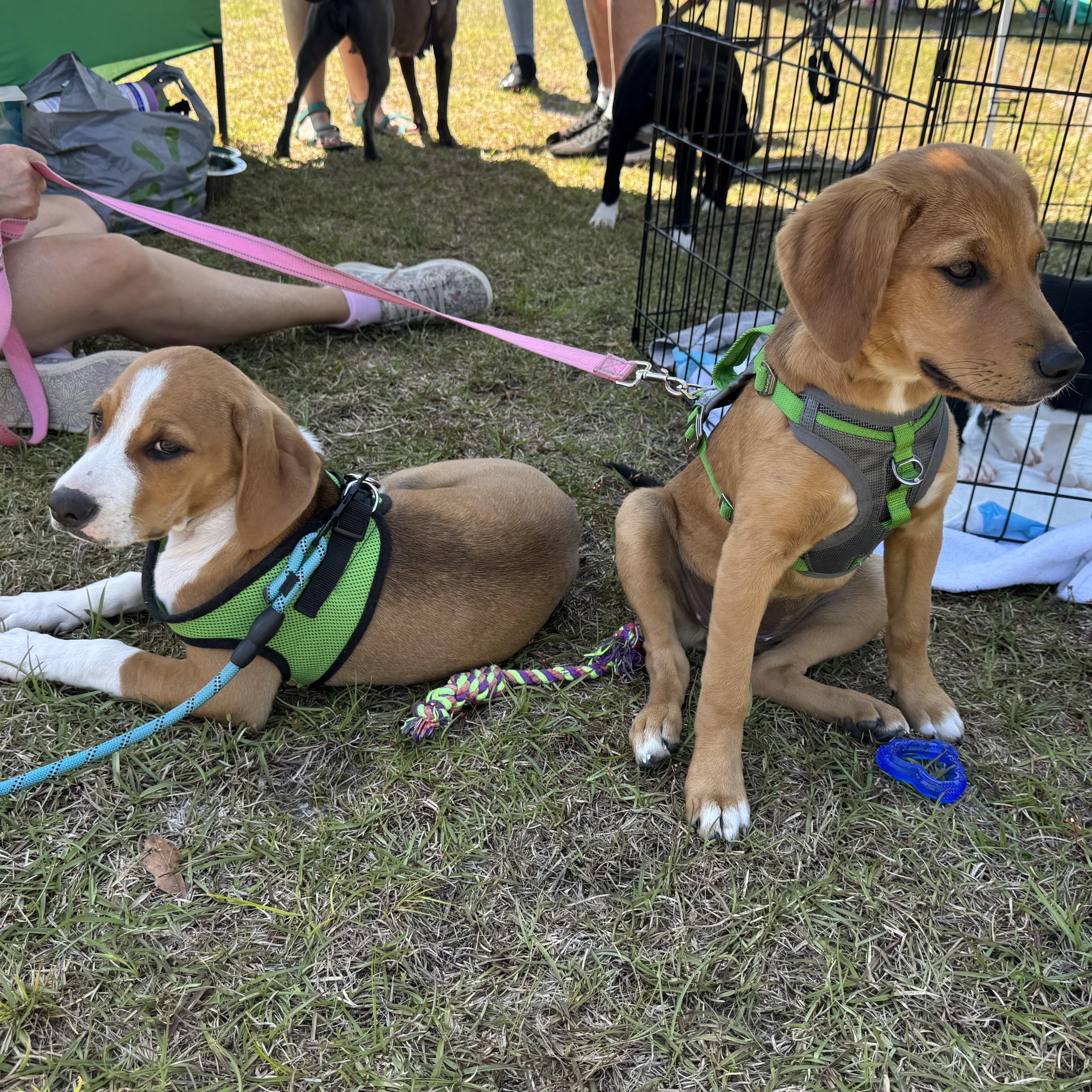 Enlarge Trixie, a ADOPTABLE mixed breed in Calabash, NC image 6/6