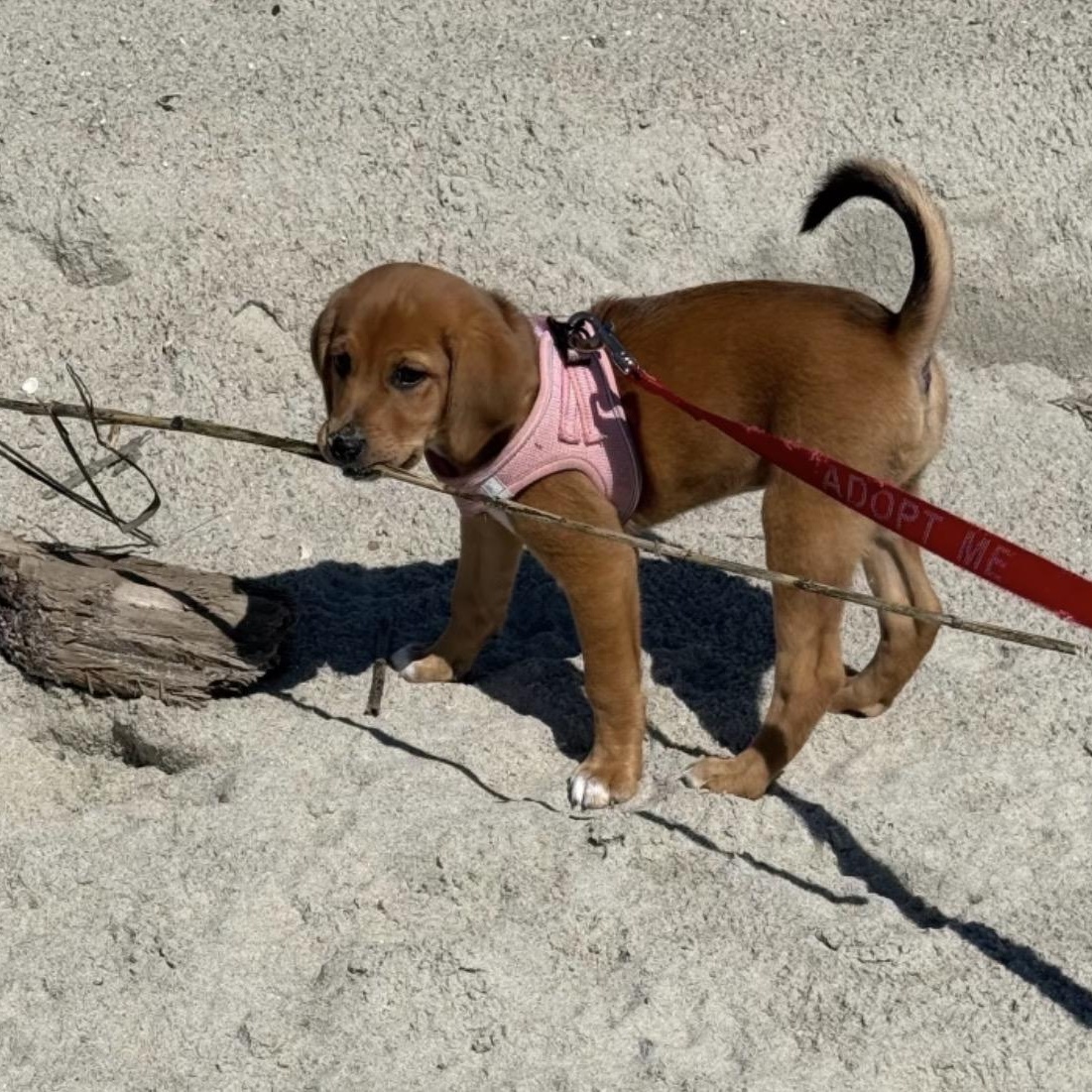 Enlarge Trixie, a ADOPTABLE mixed breed in Calabash, NC image 2/3