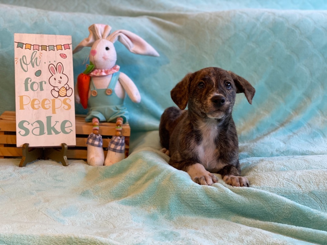 ~sweet Dorito~, Adopted, Puppy Male Labrador Retriever & Plott Hound.