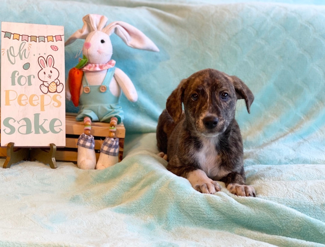 ~sweet Dorito~, a Adopted mixed breed in Burlington, NC image 2/10