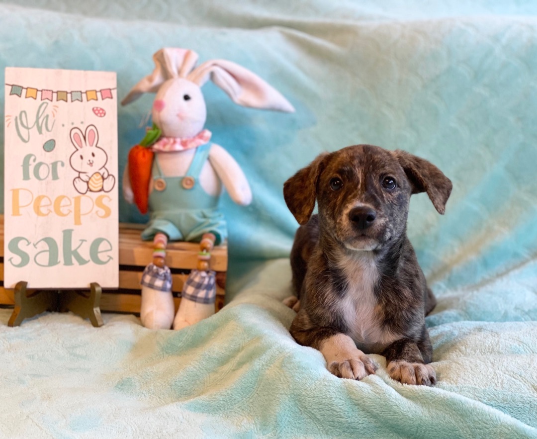 ~sweet Dorito~, a Adopted mixed breed in Burlington, NC image 3/10