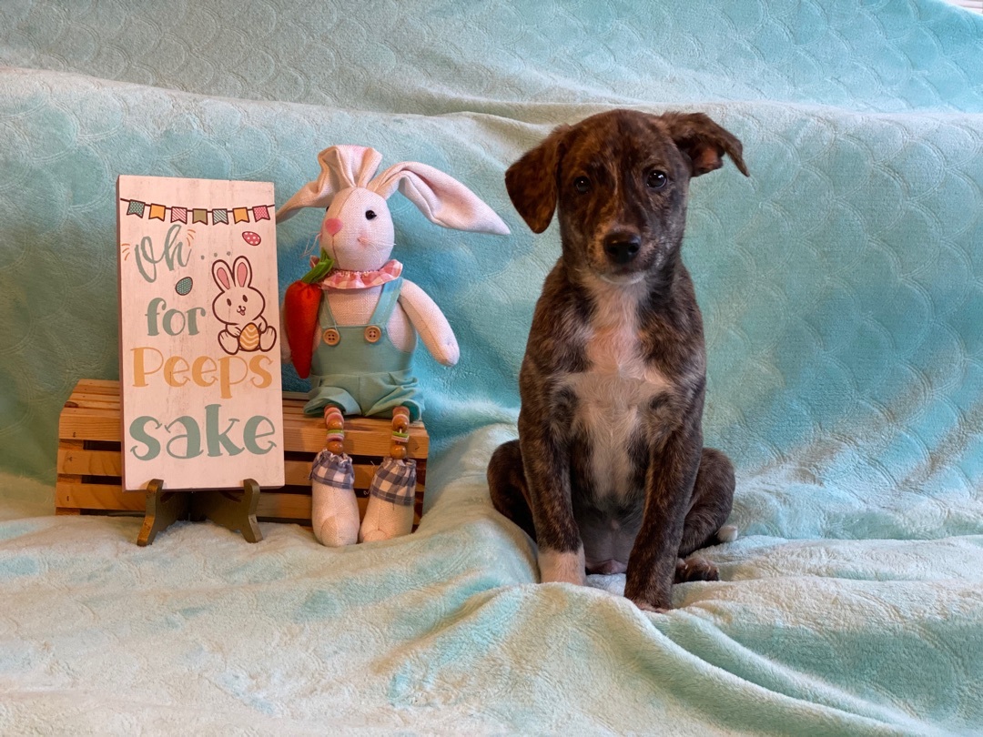 ~sweet Dorito~, a Adopted mixed breed in Burlington, NC image 4/10