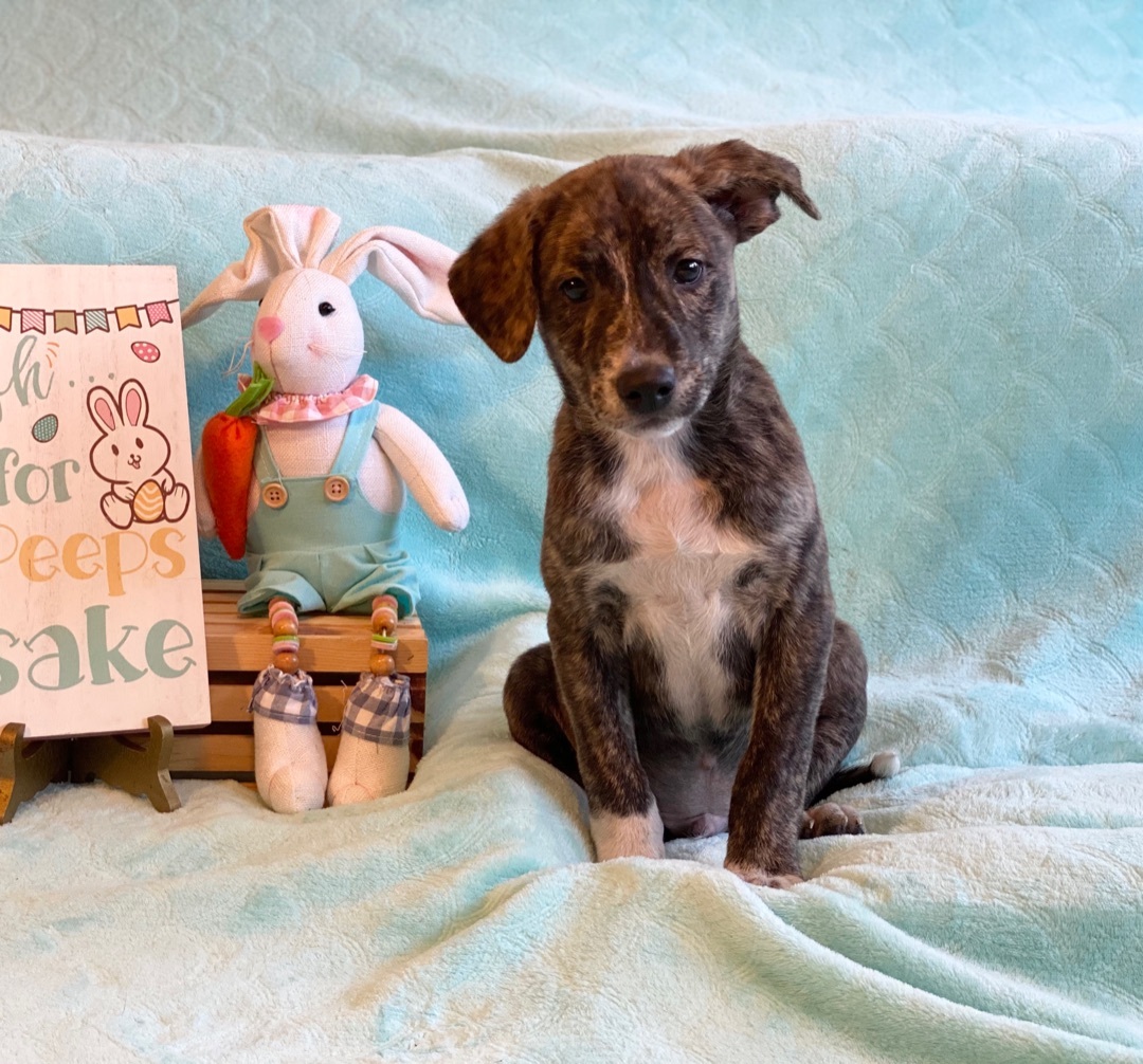 ~sweet Dorito~, a Adopted mixed breed in Burlington, NC image 5/10
