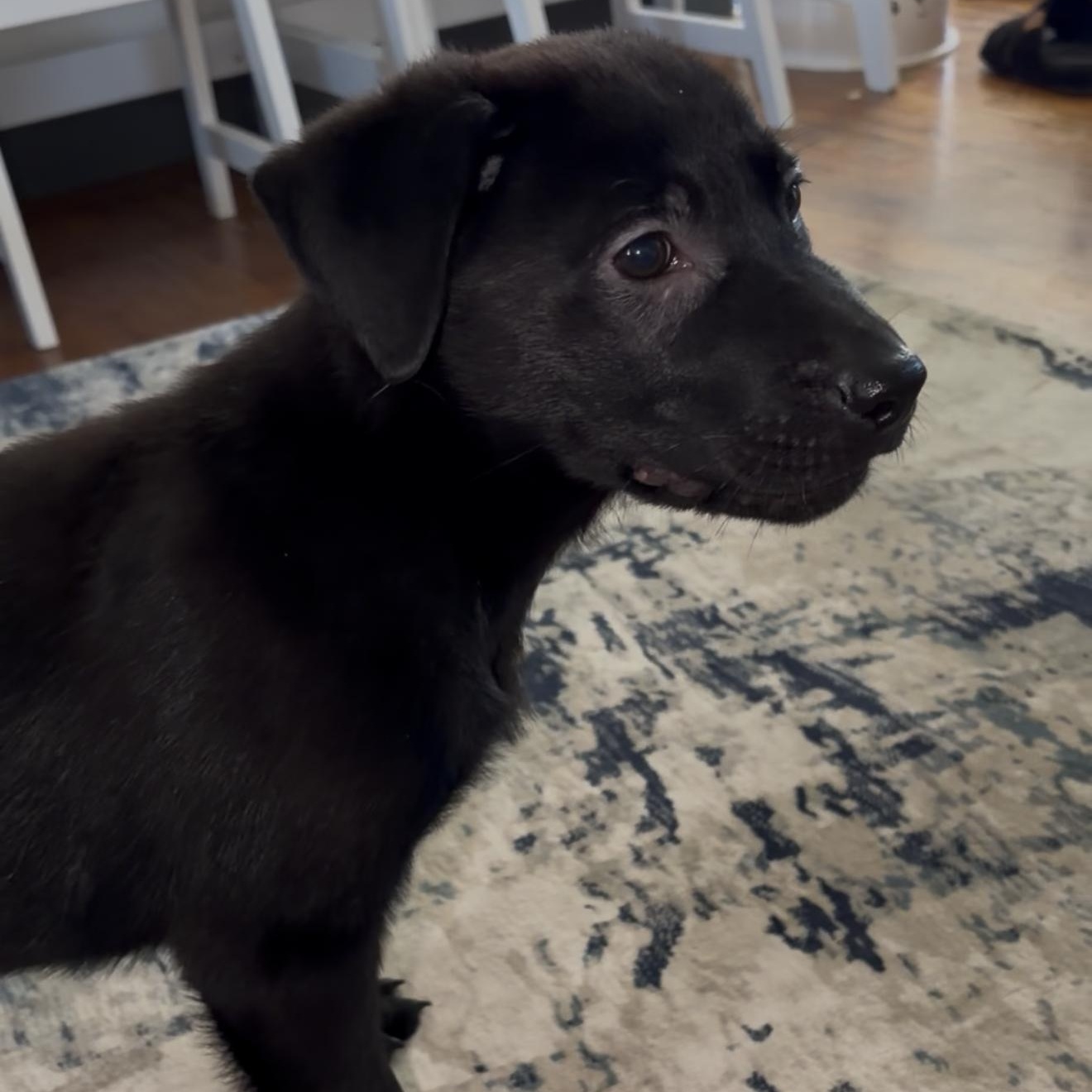 Briggs , adopted, Puppy Male Black Labrador Retriever.