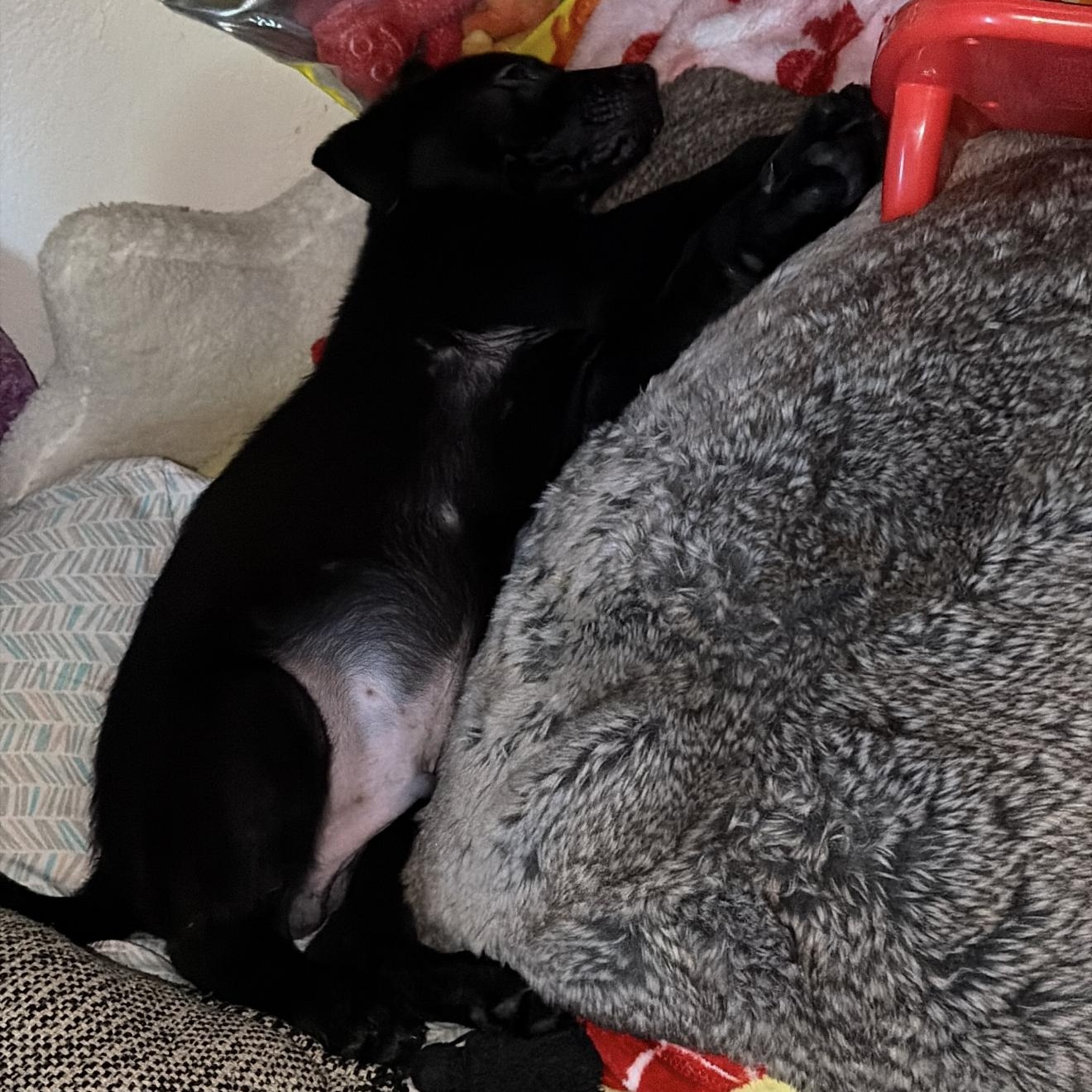 Enlarge Briggs , an adopted Black Labrador Retriever in Winters, CA image 2/2