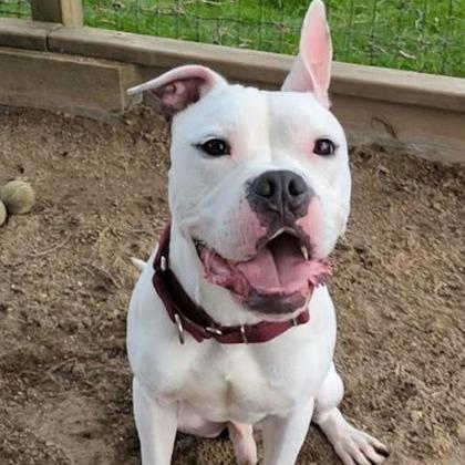 Enlarge Spud, a Adoptable mixed breed in Ashtabula, OH image 1/4