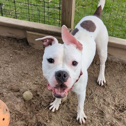 Enlarge Spud, a Adoptable mixed breed in Ashtabula, OH image 2/4