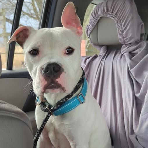 Enlarge Spud, a Adoptable mixed breed in Ashtabula, OH image 3/4