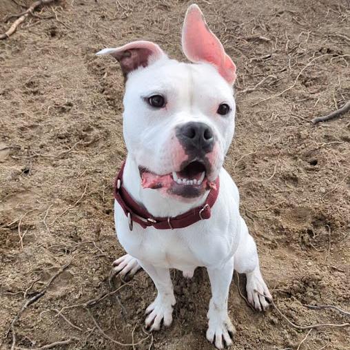 Enlarge Spud, a Adoptable mixed breed in Ashtabula, OH image 4/4