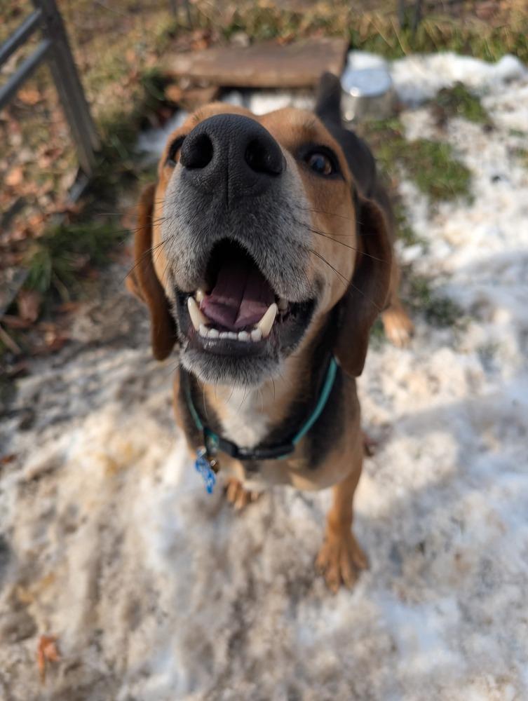 Judah, a Adoptable Hound in New Albany, OH image 1/6