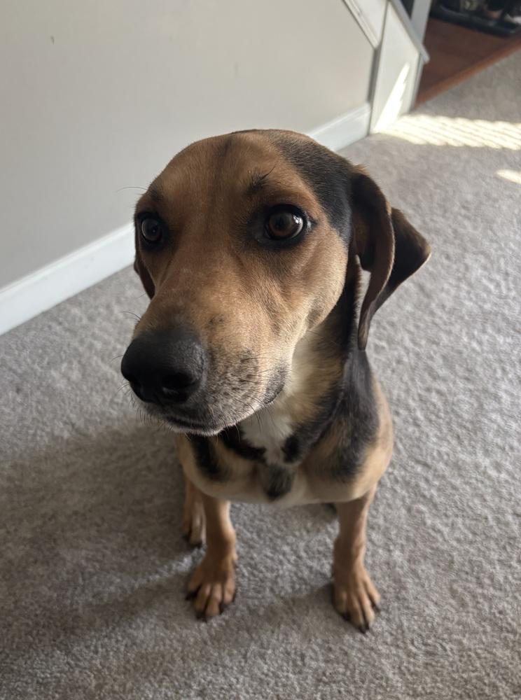 Judah, Adoptable, Adult Male Hound.