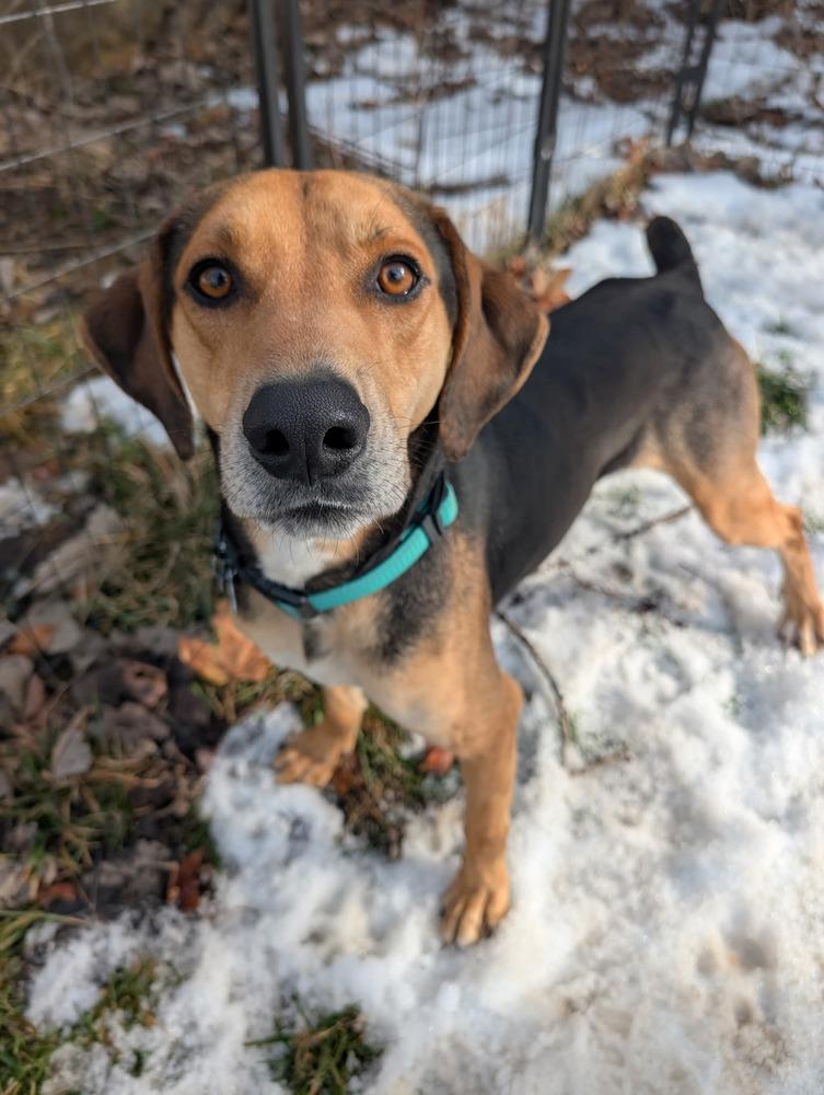Judah, a Adoptable Hound in New Albany, OH image 2/6