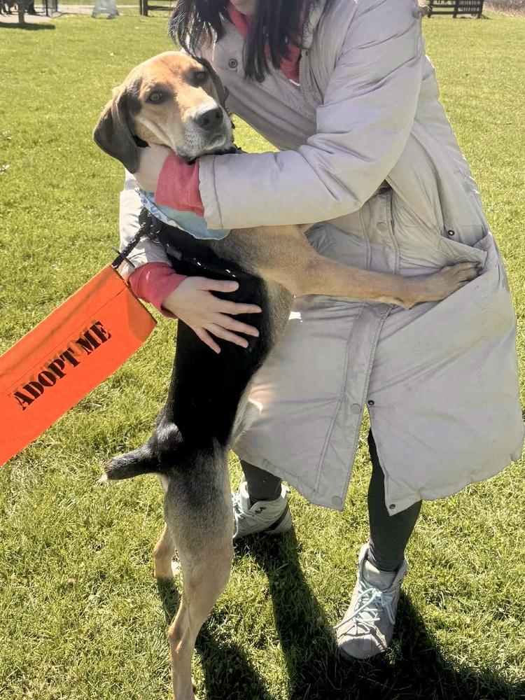 Enlarge Judah, a Adoptable Hound in New Albany, OH image 3/6