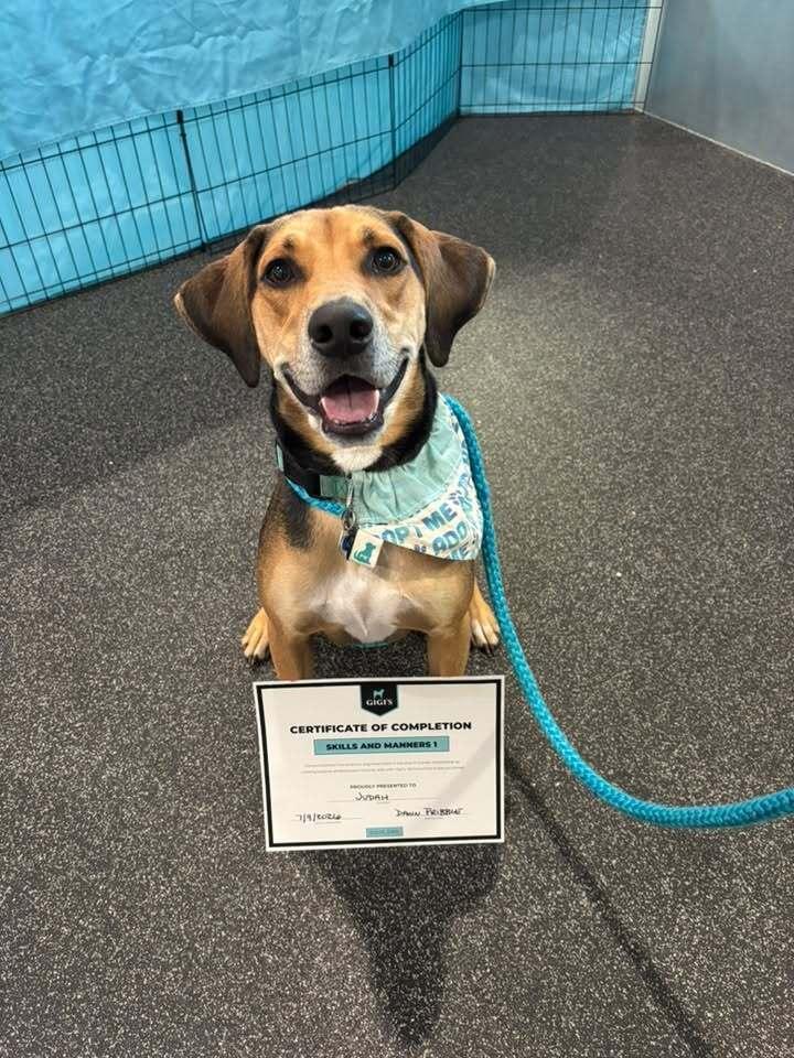 Enlarge Judah, a Adoptable mixed breed in New Albany, OH image 2/5
