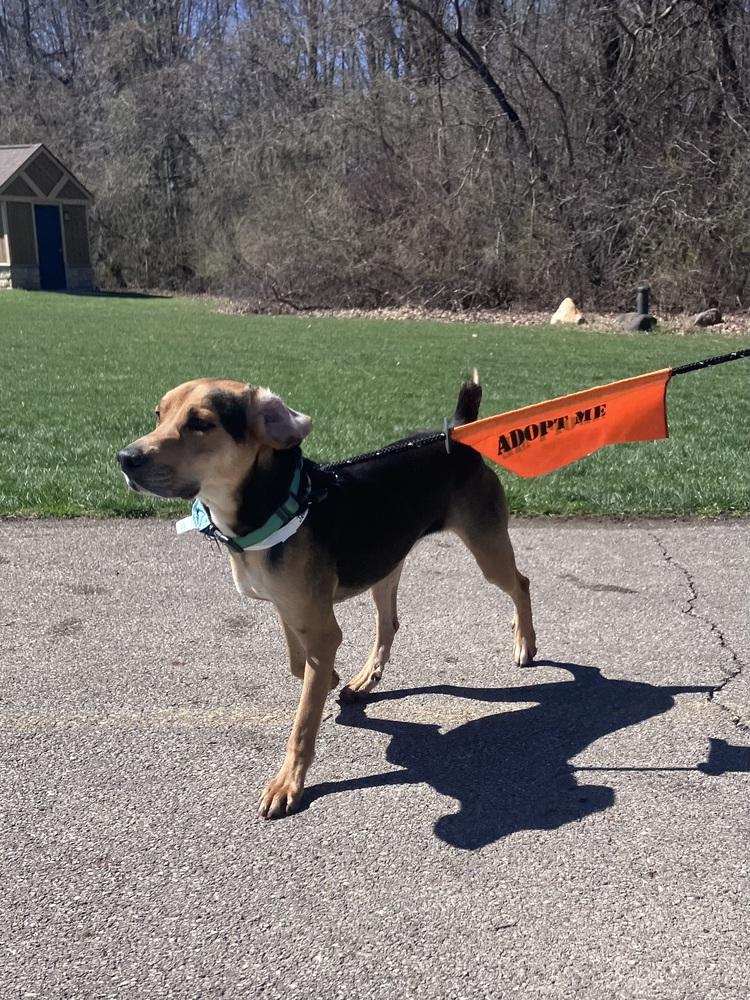 Enlarge Judah, a Adoptable Hound in New Albany, OH image 4/6