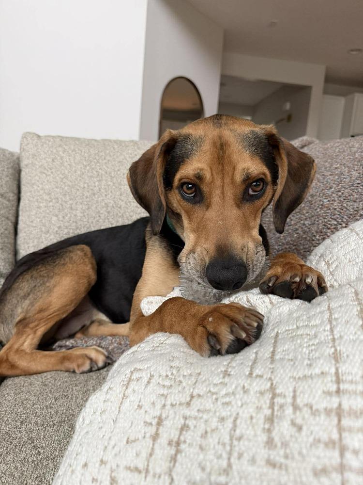 Judah, Adoptable, Adult Male Beagle & Hound.