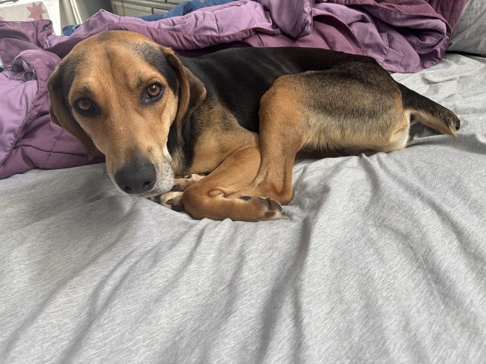 Enlarge Judah, a Adoptable Hound in New Albany, OH image 4/5