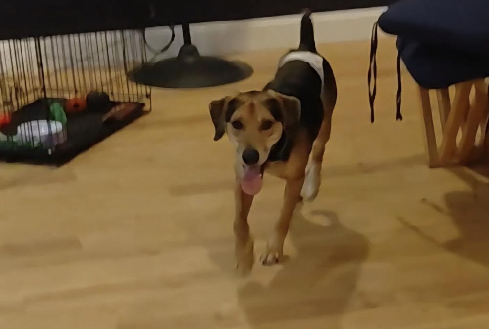 Judah, a Adoptable Hound in New Albany, OH image 4/6