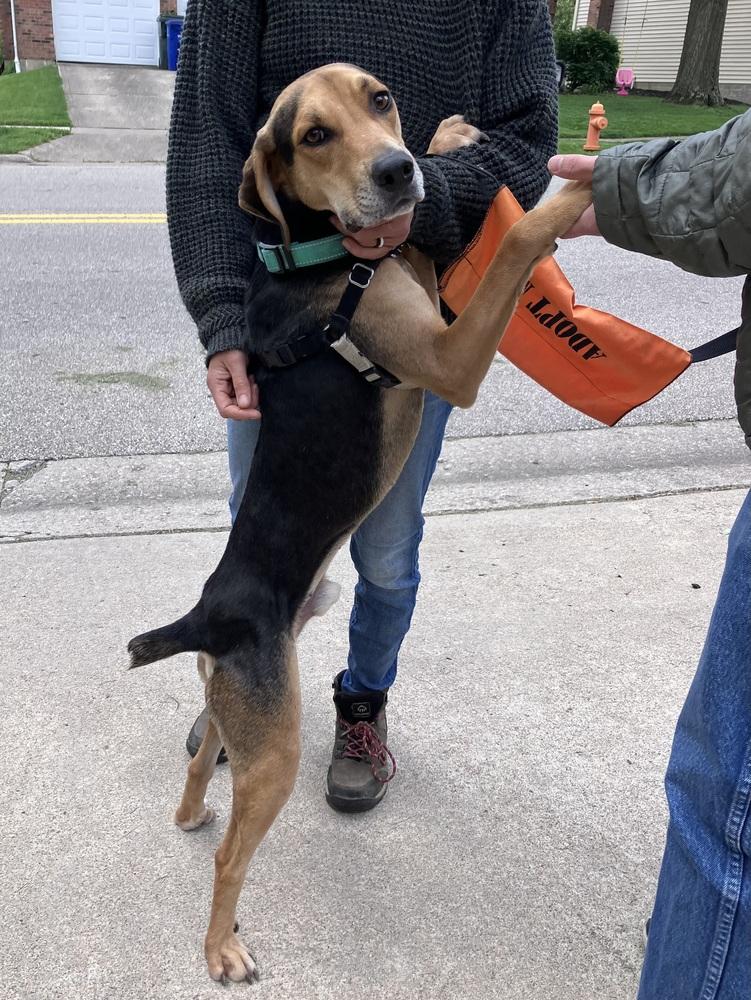 Judah, a Adoptable mixed breed in New Albany, OH image 4/5