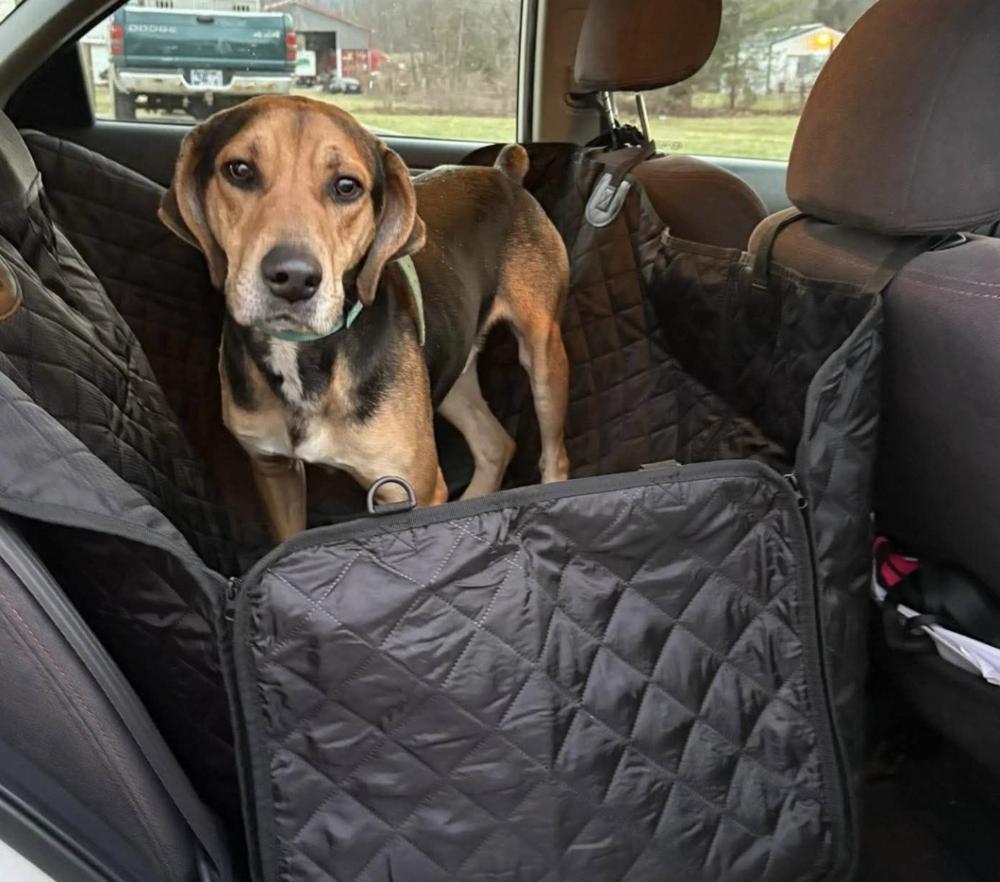 Judah, a Adoptable Hound in New Albany, OH image 5/6