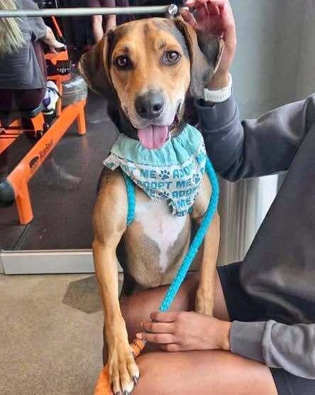 Enlarge Judah, a Adoptable mixed breed in New Albany, OH image 3/5