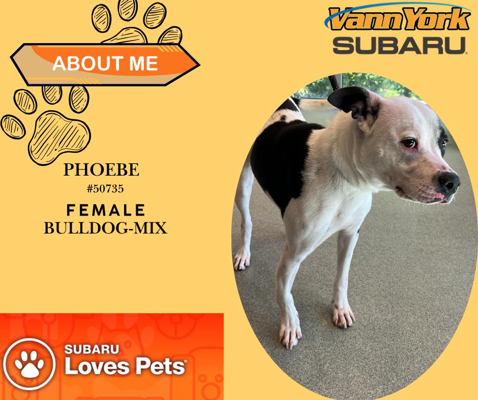 Enlarge Phoebe, a Adoptable mixed breed in Randleman, NC image 1/1