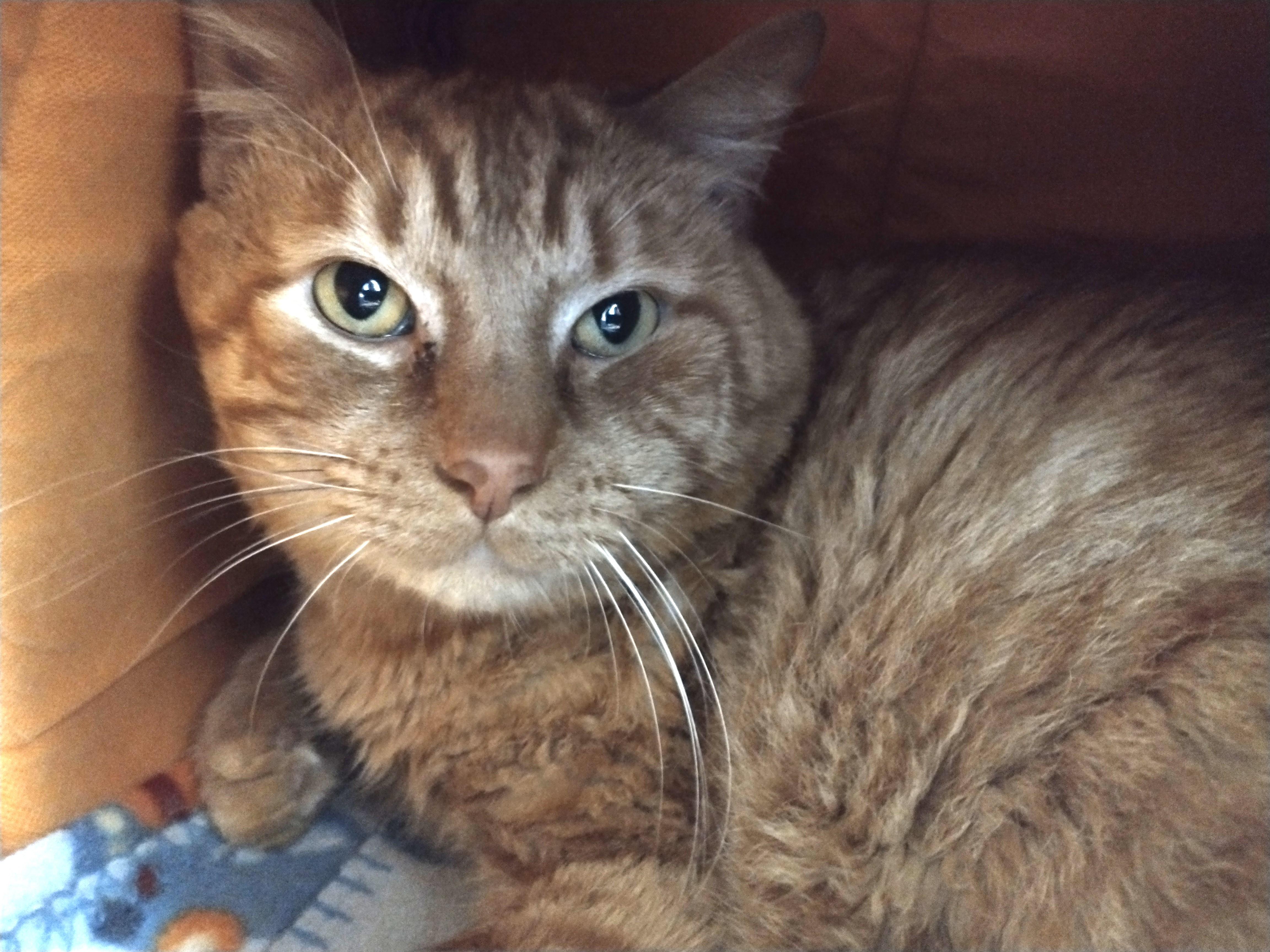 Enlarge Moonie, a ADOPTABLE Domestic Short Hair in Tomah, WI image 3/5