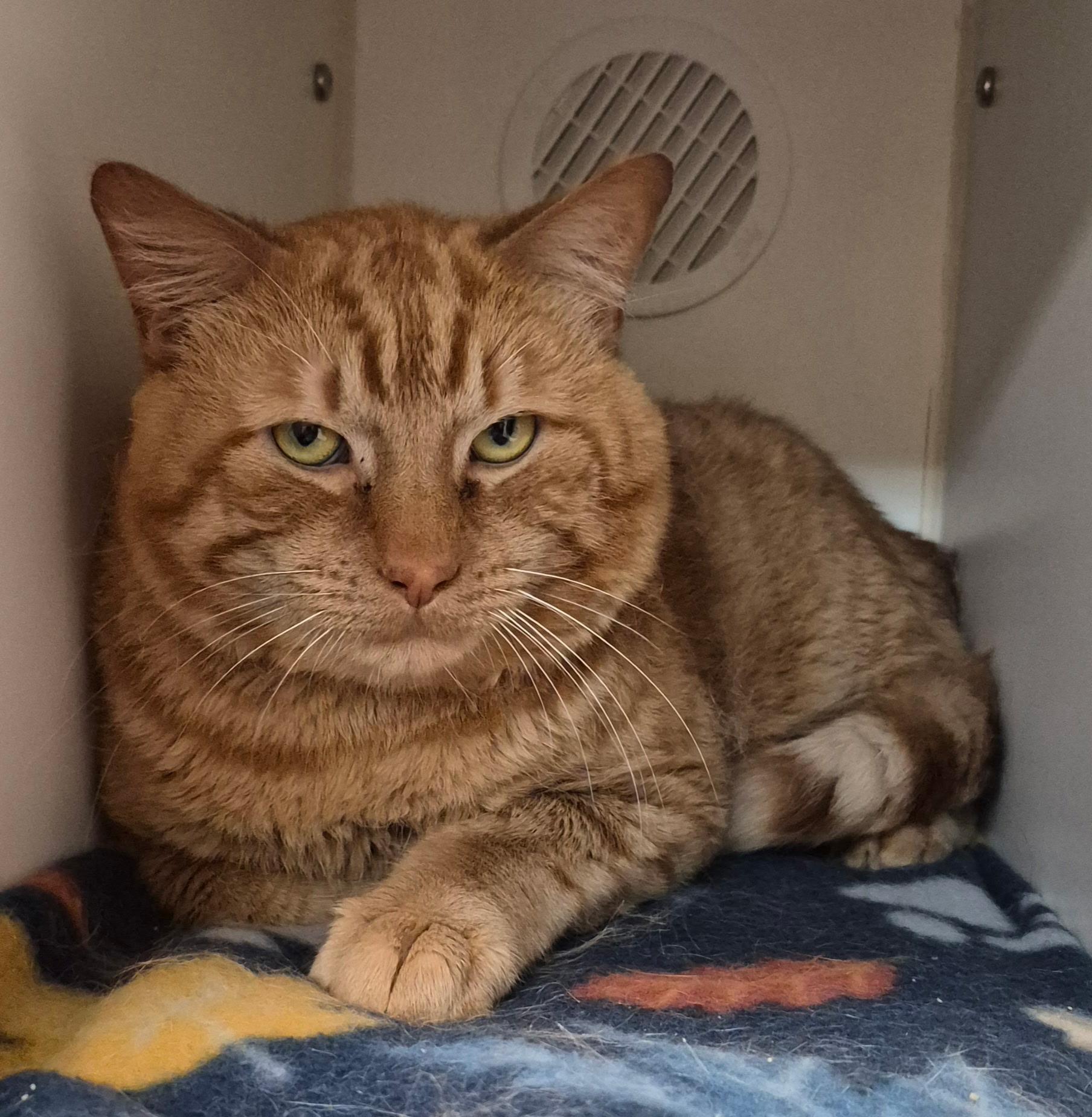 Enlarge Moonie, a ADOPTABLE Domestic Short Hair in Tomah, WI image 4/5