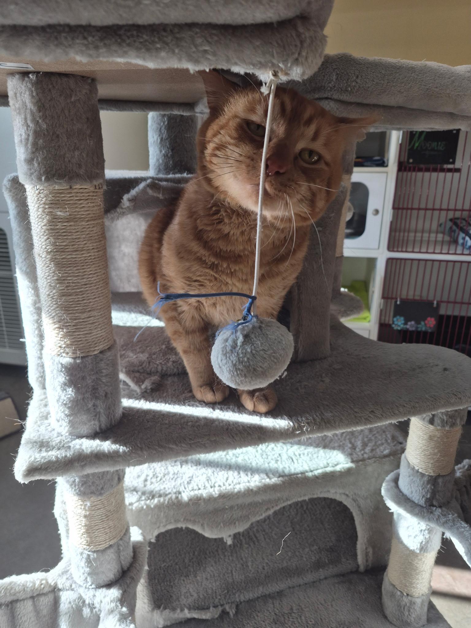 Enlarge Moonie, a ADOPTABLE Domestic Short Hair in Tomah, WI image 5/5