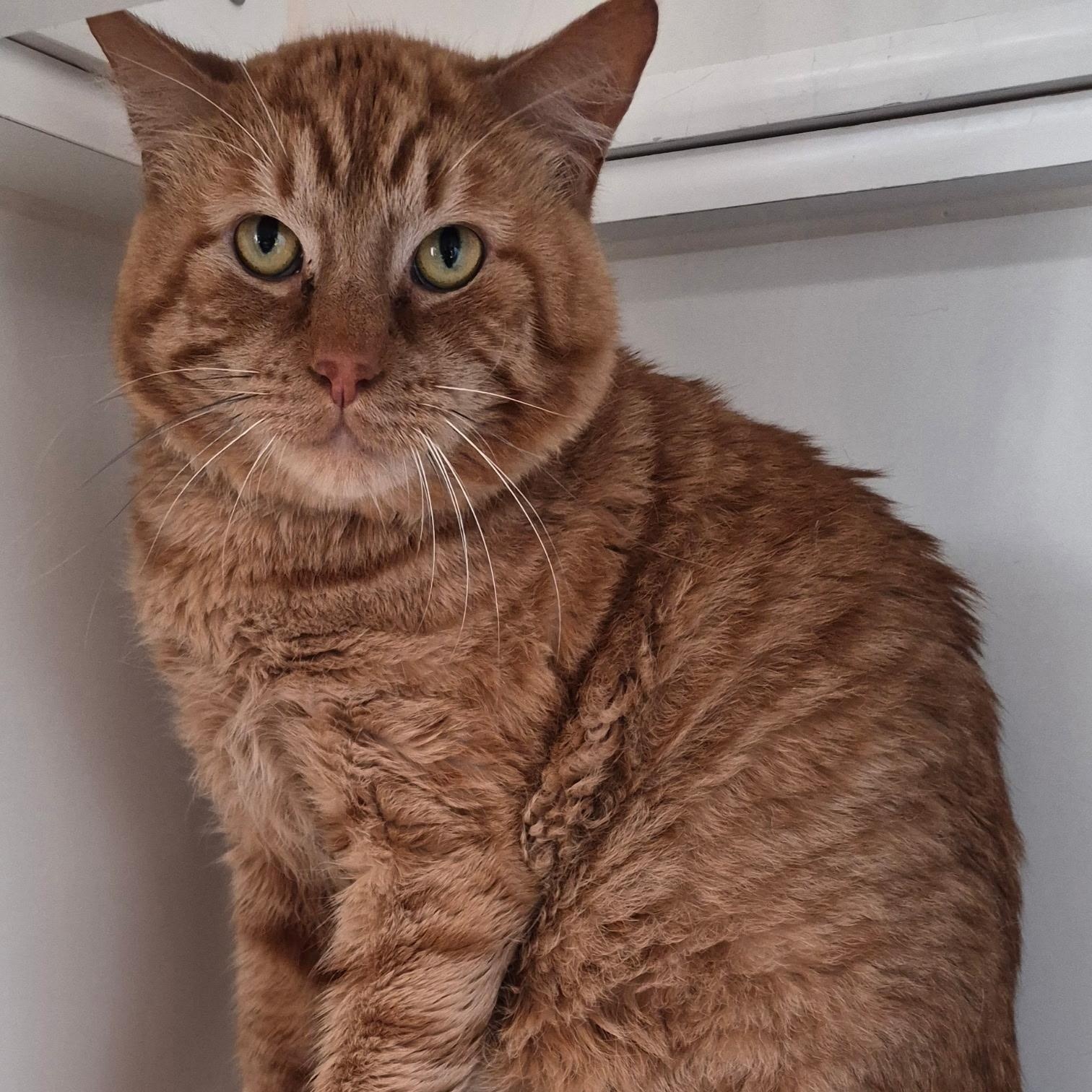 Enlarge Moonie, a ADOPTABLE Domestic Short Hair in Tomah, WI image 2/5