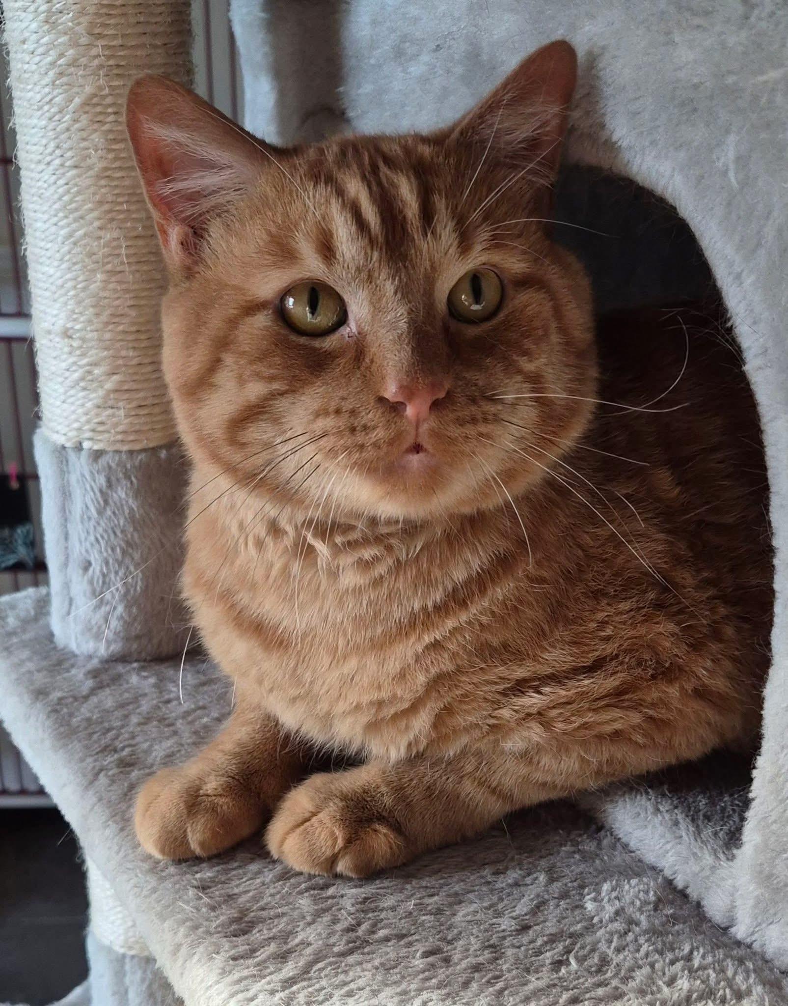 Moonie, ADOPTABLE, Senior Male Domestic Short Hair.