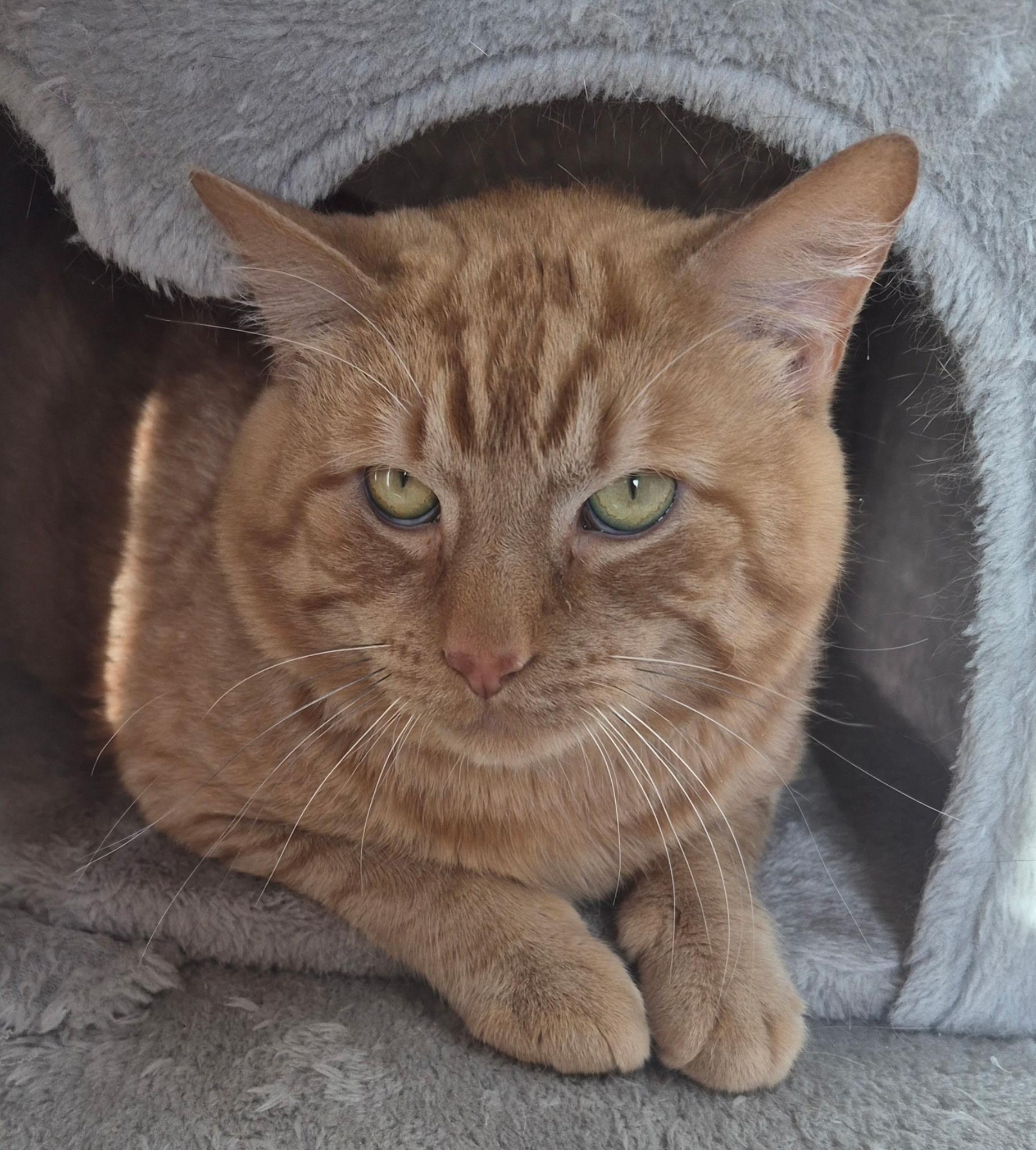 Enlarge Moonie, a ADOPTABLE Domestic Short Hair in Tomah, WI image 1/5