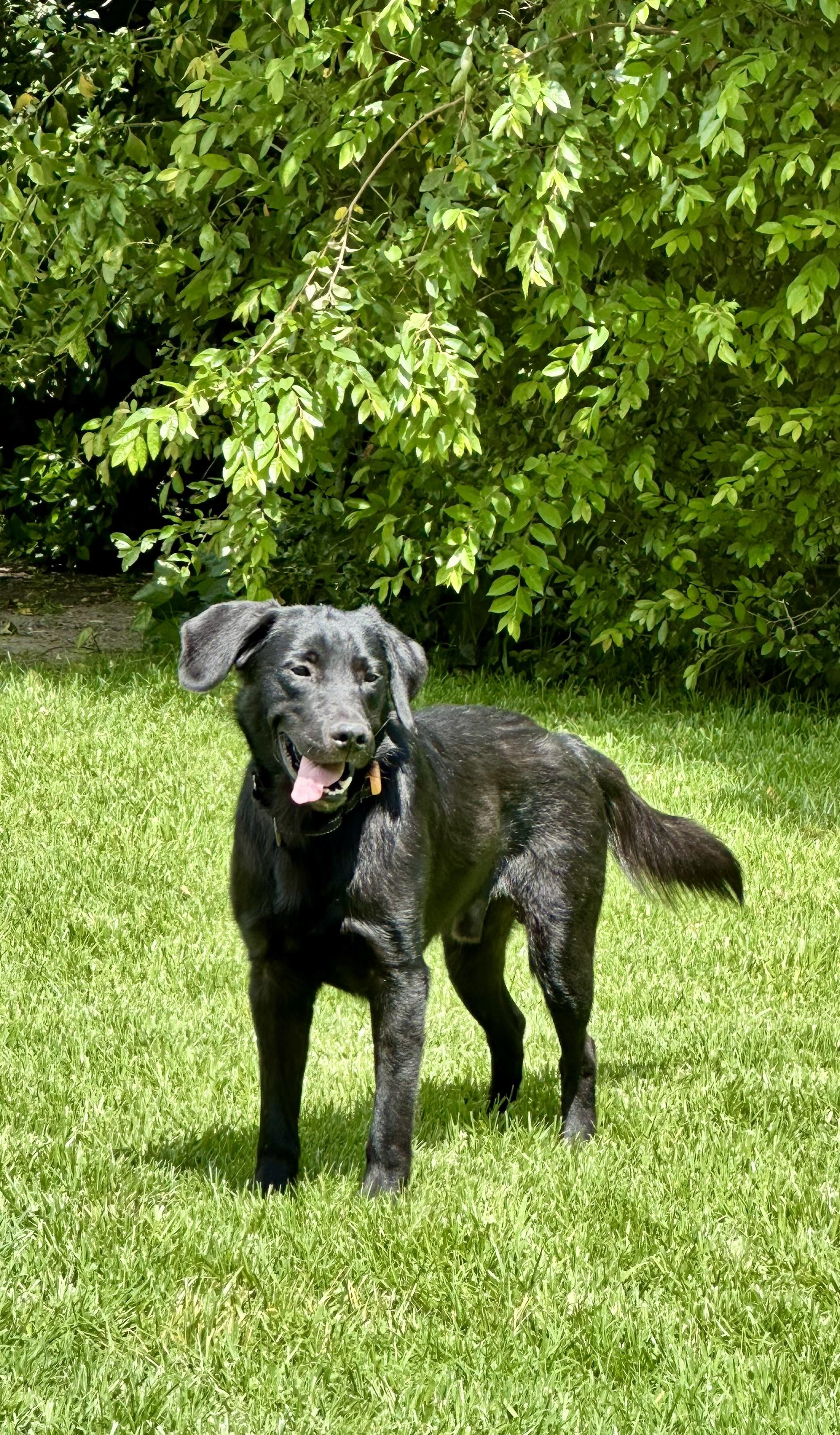 Rico