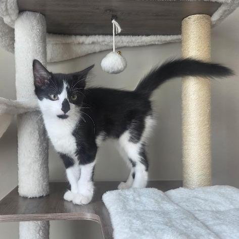 Enlarge Juice, a Adoptable Domestic Long Hair in Mettawa, IL image 6/6