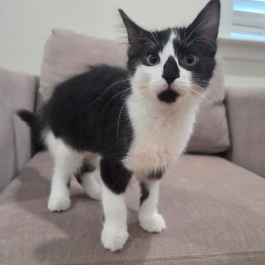 Enlarge Juice, a Adoptable Domestic Long Hair in Mettawa, IL image 4/6