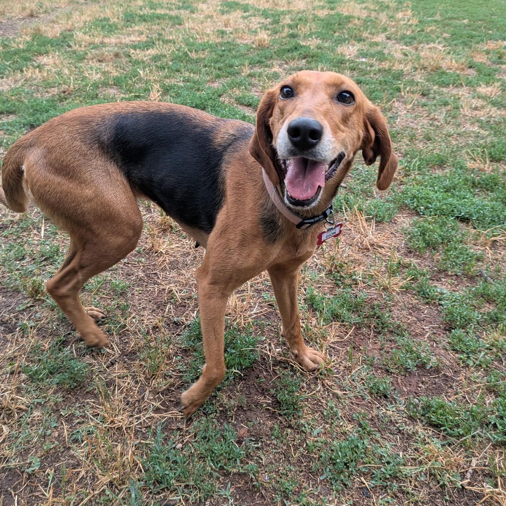 Enlarge Dion, a Adoptable Hound in Wake Forest, NC image 1/6