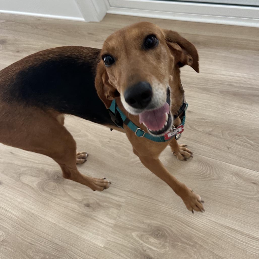 Enlarge Dion, a Adoptable Hound in Wake Forest, NC image 2/6