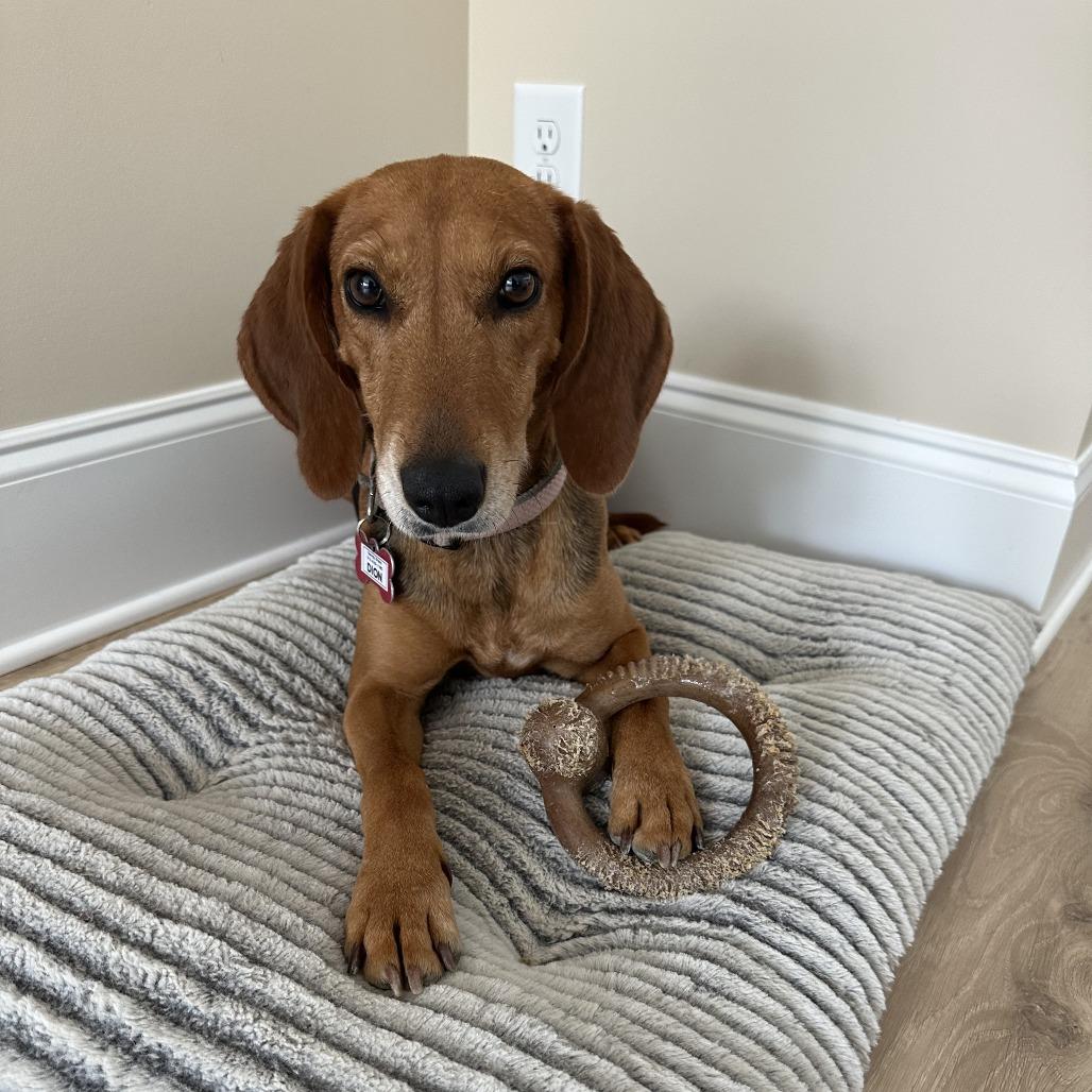 Enlarge Dion, a Adoptable Hound in Wake Forest, NC image 3/6