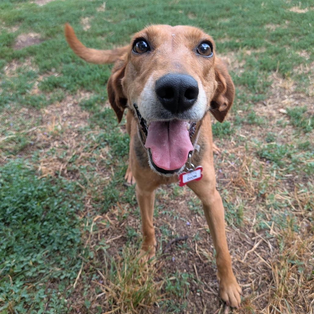 Enlarge Dion, a Adoptable Hound in Wake Forest, NC image 4/6