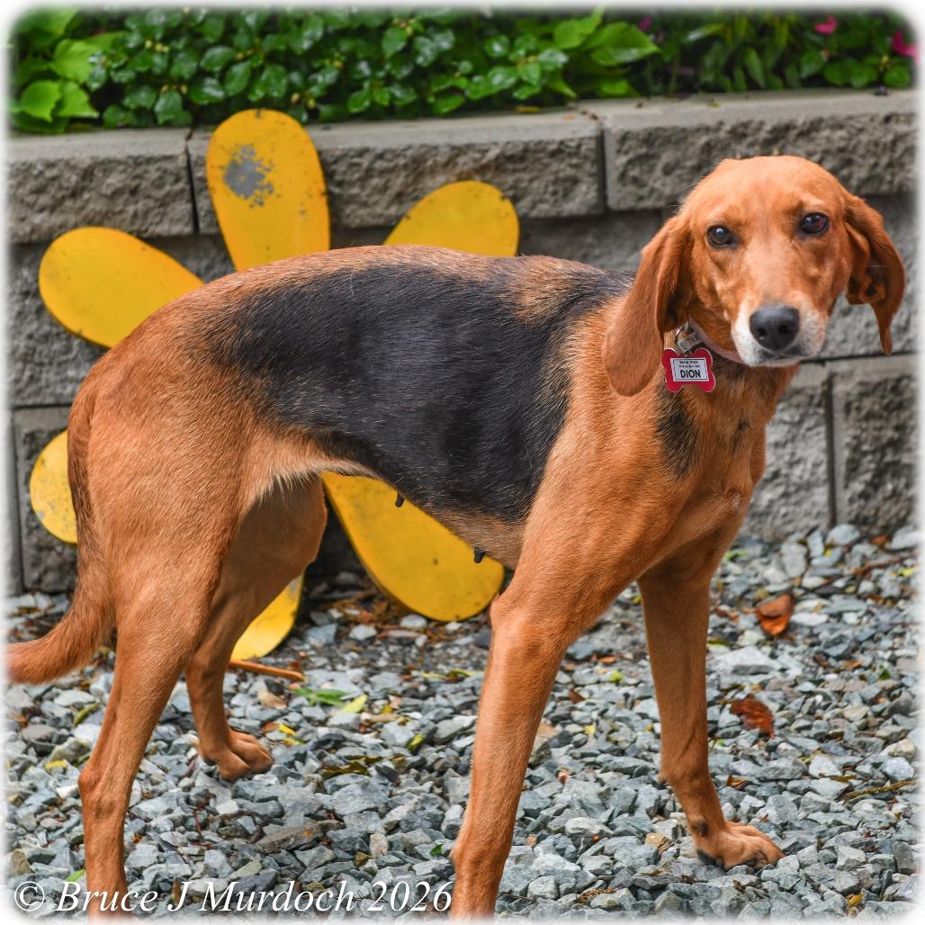 Enlarge Dion, a Adoptable Hound in Wake Forest, NC image 5/6
