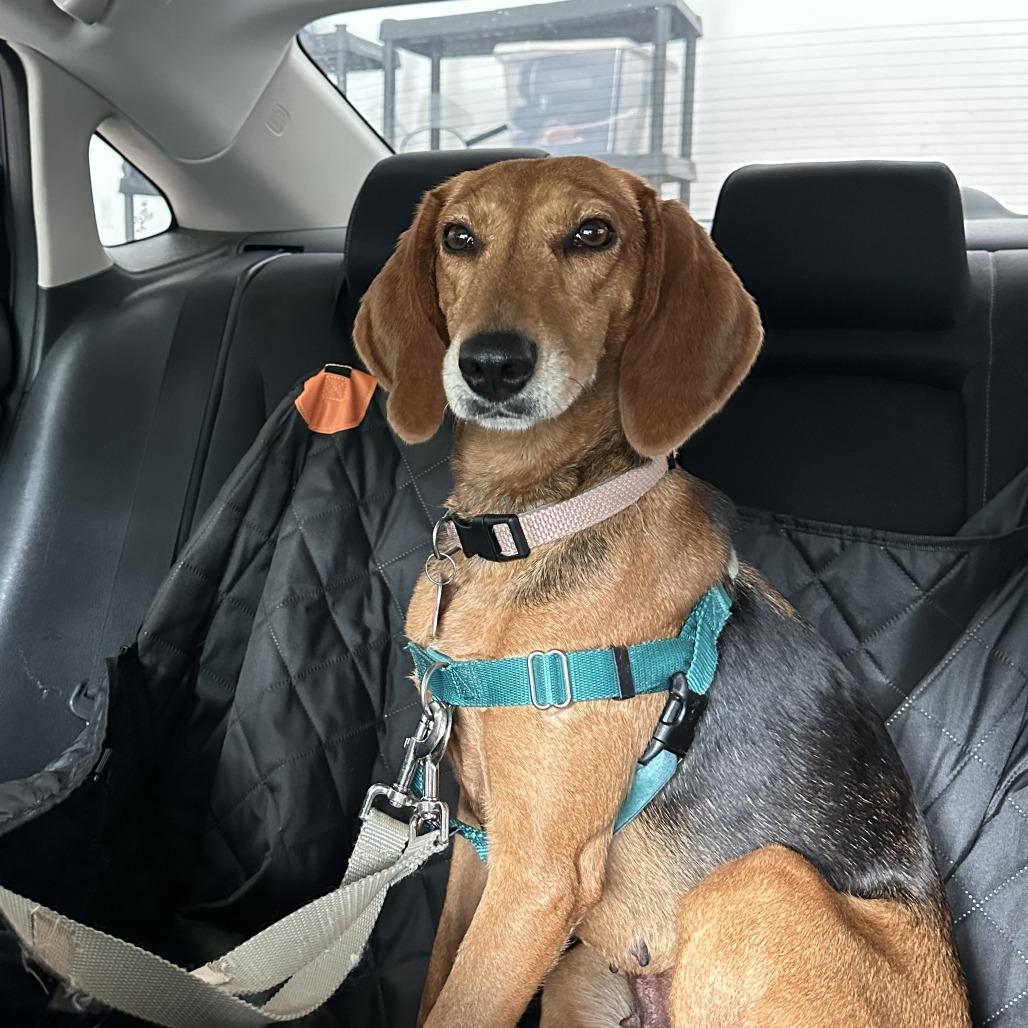 Enlarge Dion, a Adoptable Hound in Wake Forest, NC image 6/6