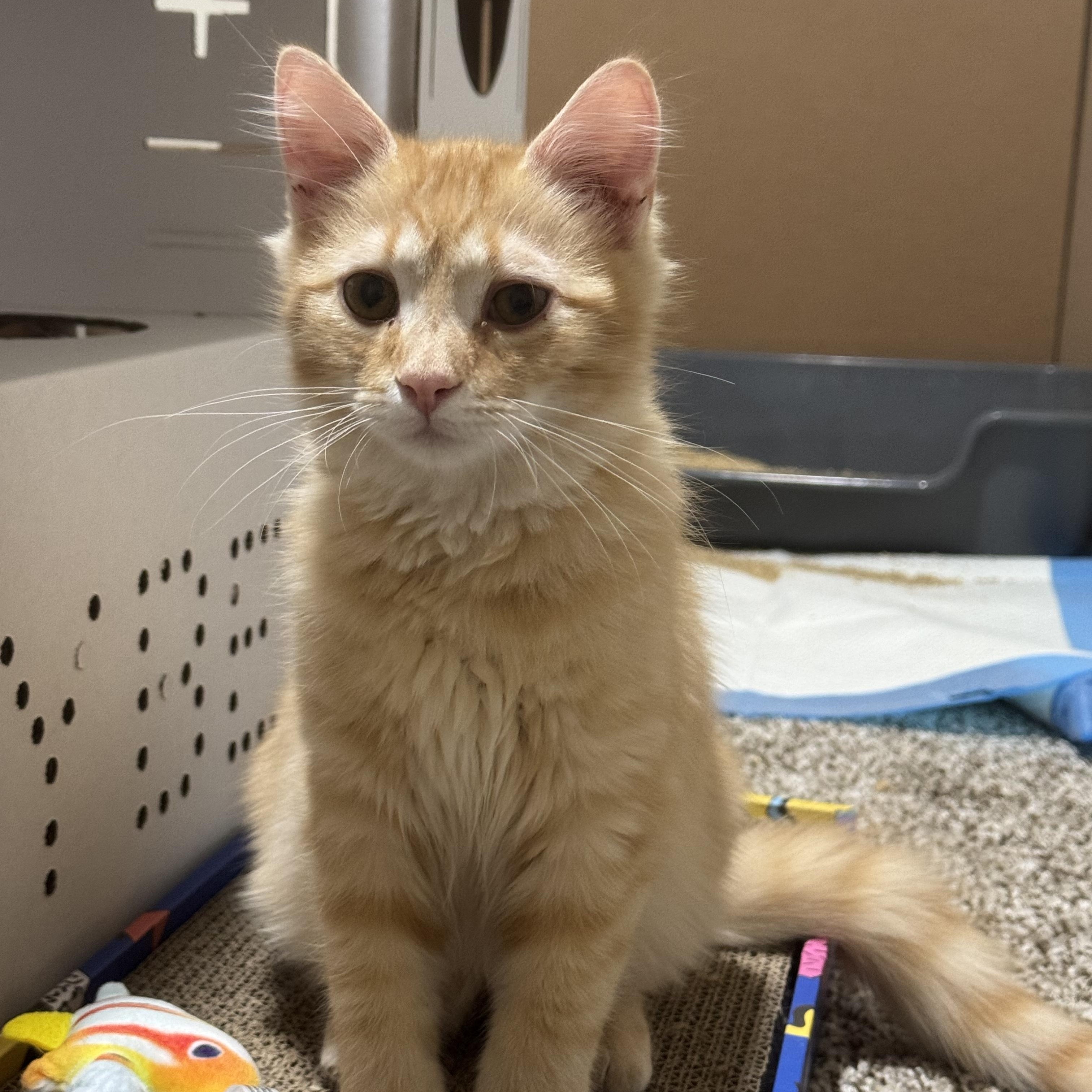 Oberon, adopted, Kitten Male Domestic Long Hair.