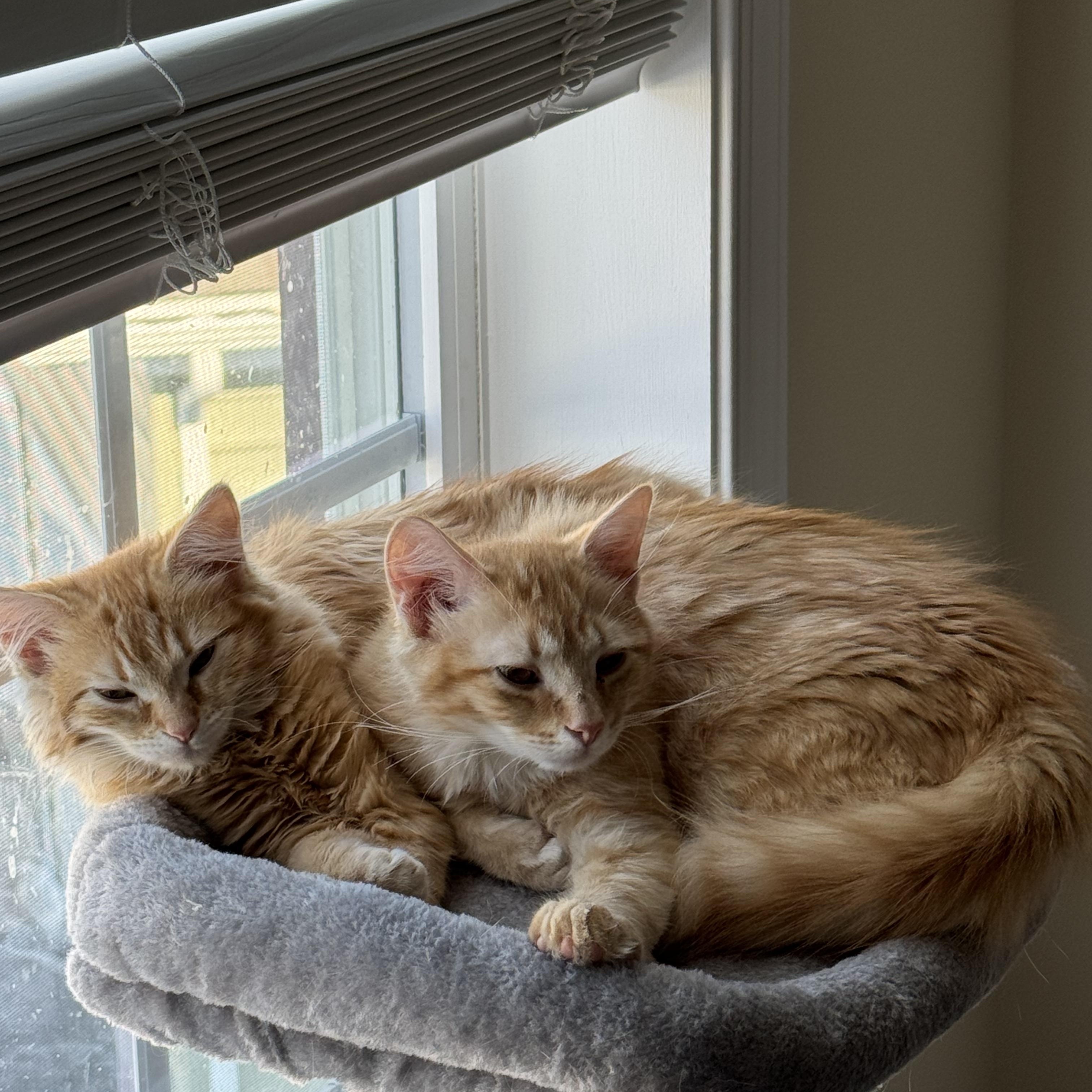 Enlarge Oberon, an adopted Domestic Long Hair in Landenberg, PA image 3/3