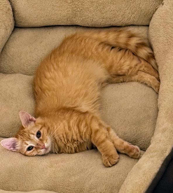 Enlarge Oberon, an adopted Domestic Long Hair in Landenberg, PA image 2/3